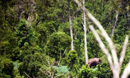 Elephant Kirisia Forest (Small)